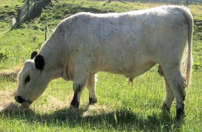 Young White Galloway bull (Photo by Bridget Lowry)