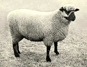 روزنامه اطلاعات 41 سال پیش: «چهارصد رأس گوسفند به علت خوردن خوشه‌های گندم، در هشتگرد ساوجبلاغ از بین رفتند!» 