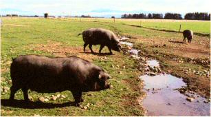 Large Black (Devon) Pigs in Canterbury  (Trotter/McCulloch photo)