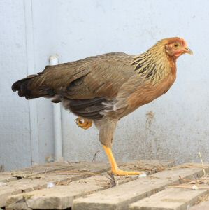 Young Brown Leghorn pullet