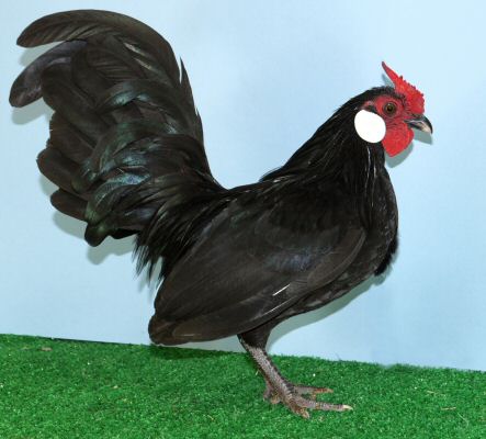 Rosecomb cockerel
