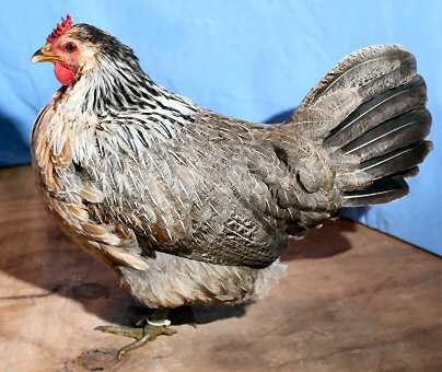 Sicilian Buttercup hen