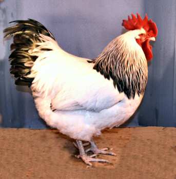 Light Sussex rooster